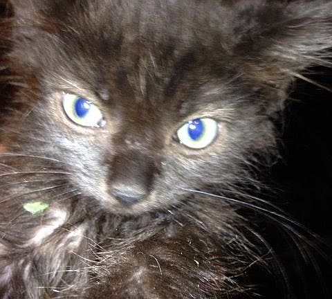 Pompom at 4 weeks old