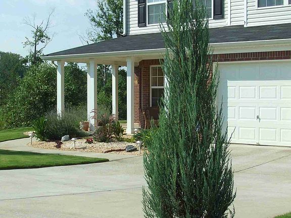 Cypress trees great you