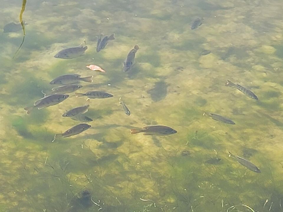 0 Cangro St, Cocoa, FL 32926 Zillow