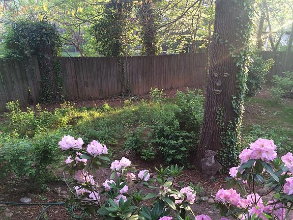 Backyard in spring