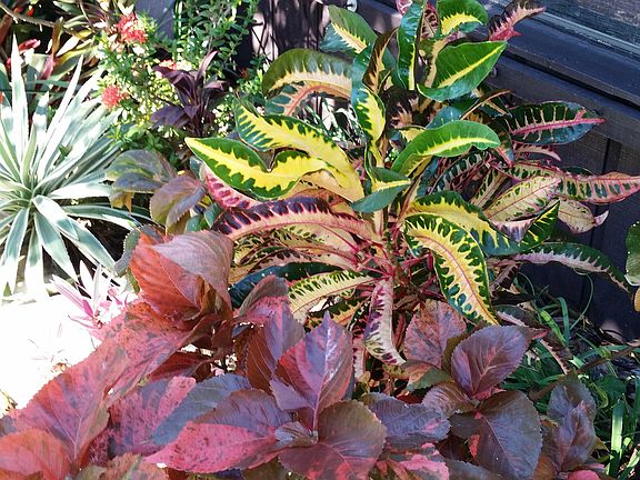 Outside guest bedroom window