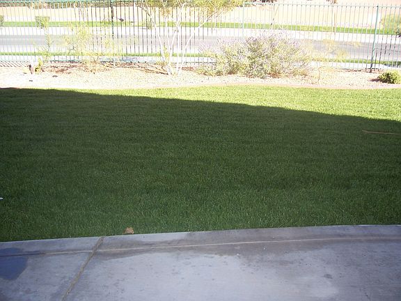 grass in backyard