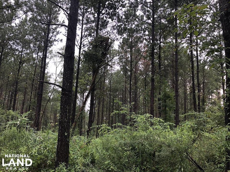 18 Year Old Plantation Pine