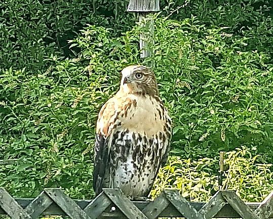 Plenty of Wildlife to Admire