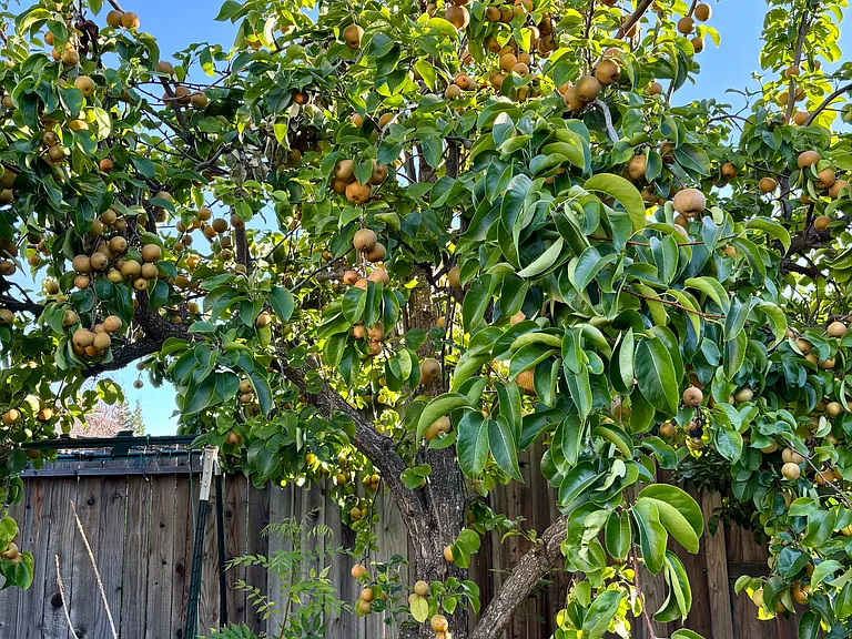 Backyard Asian Pears