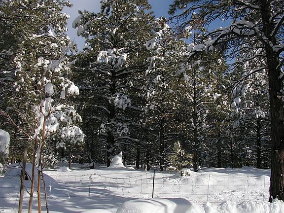 Back yard view - winter2