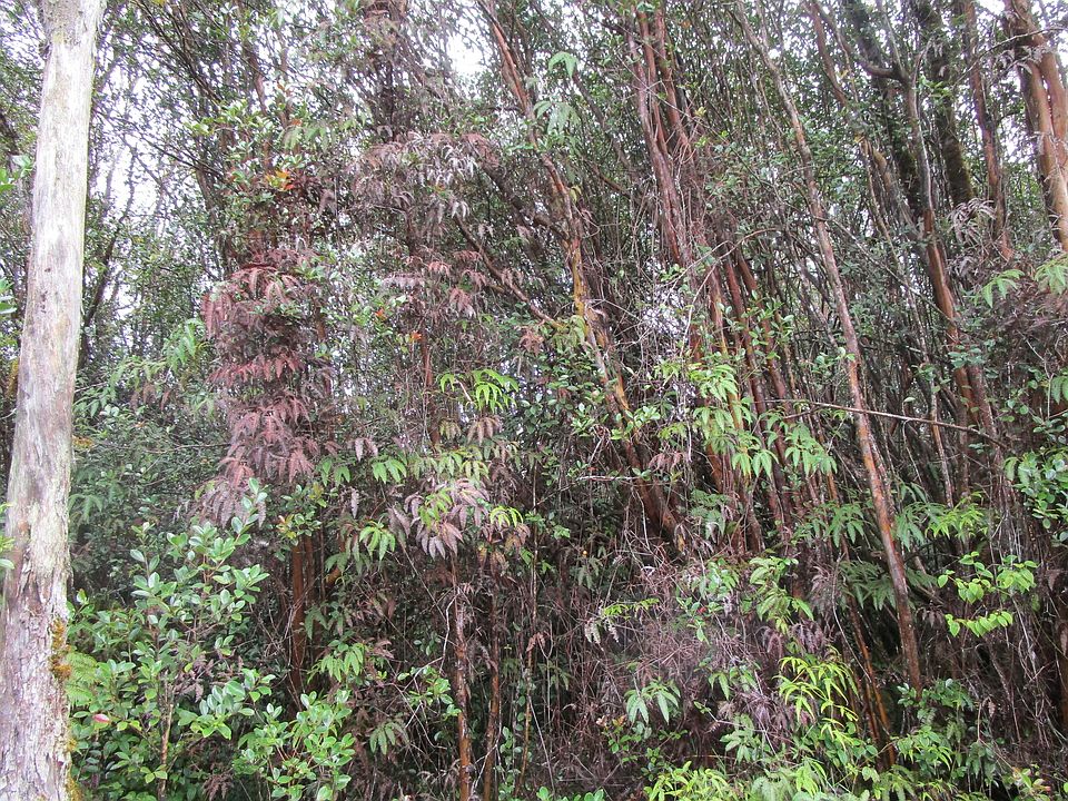 1st image of Lehuanani St Lot 284-E