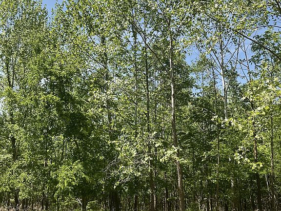 3rd image of 98 Saddleback Dr
