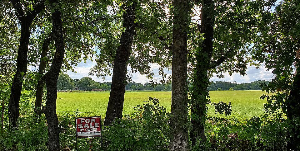 Beautiful trees along the entrance