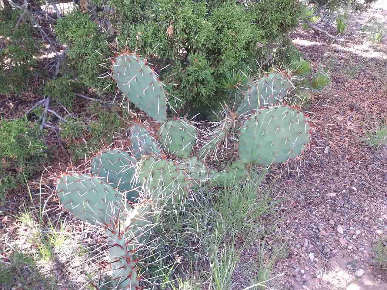 851 Pena Blanca Rd, Pena Blanca, NM 87041 Zillow