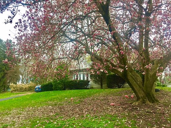 Front under Magnolia