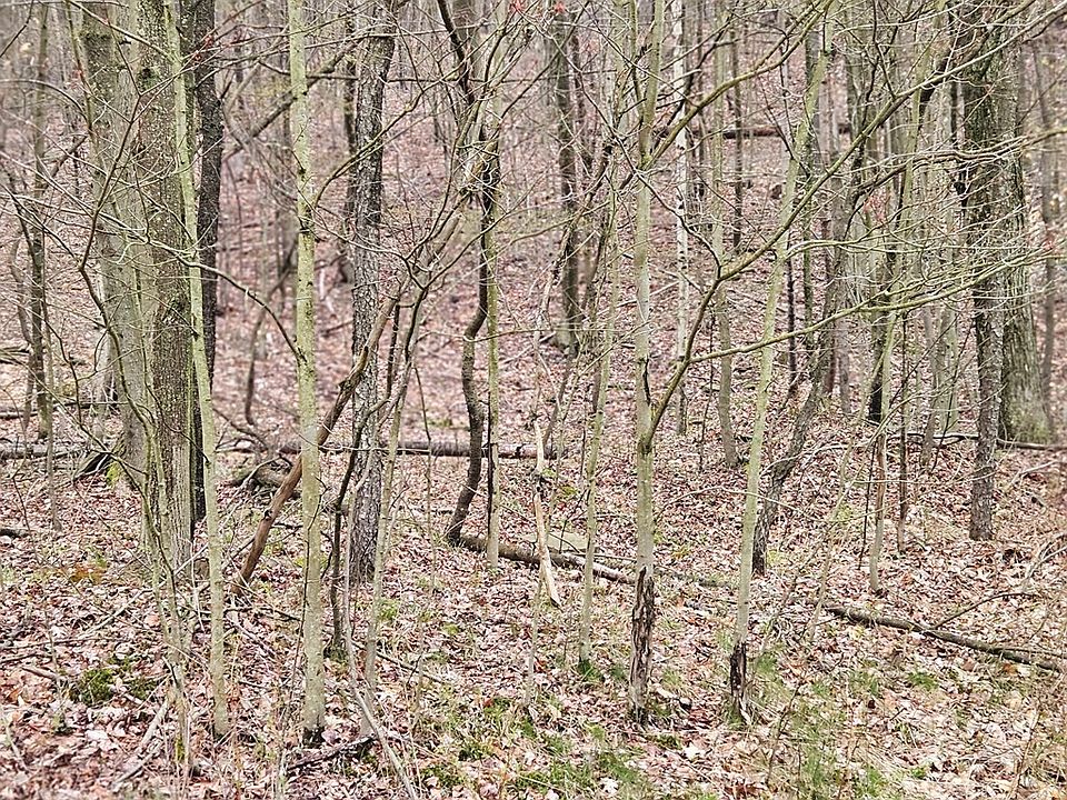 2nd image of 0 Coyote