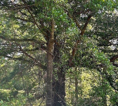 5th image of 0 Simmons Rd Tract 1