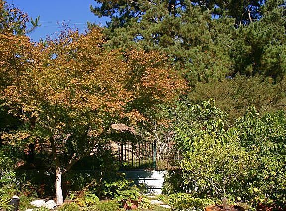 Back Yard (Part