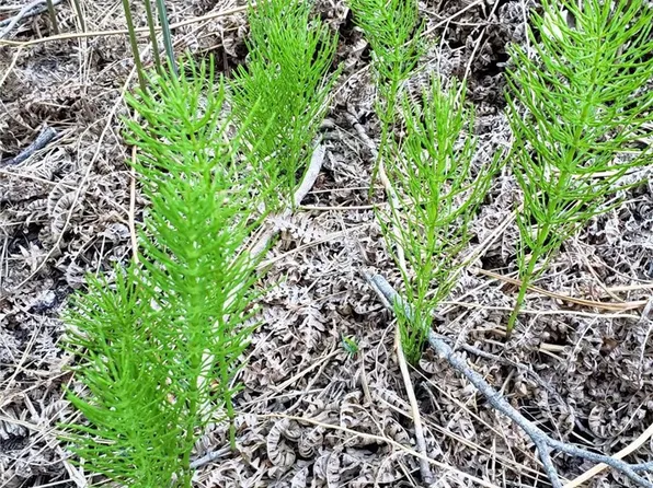 29531 Little Bear Creek Rd, Cedar Glen, CA 92321