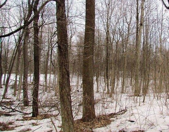 2nd image of Wildwood Dr