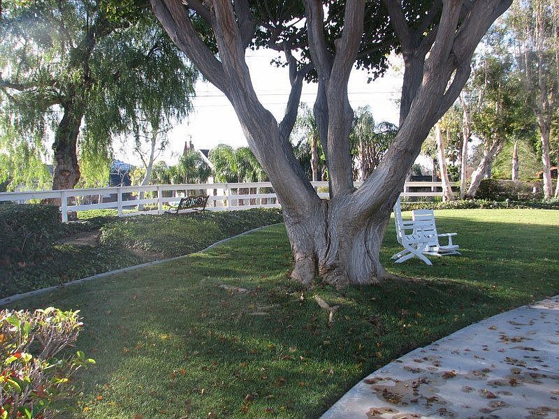 Front  with tree