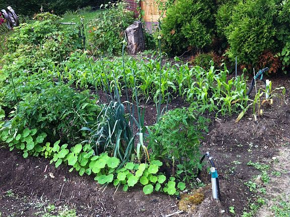 Huge Organic Vegtable Garden