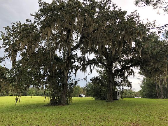 Old Mossy Oak Trees.