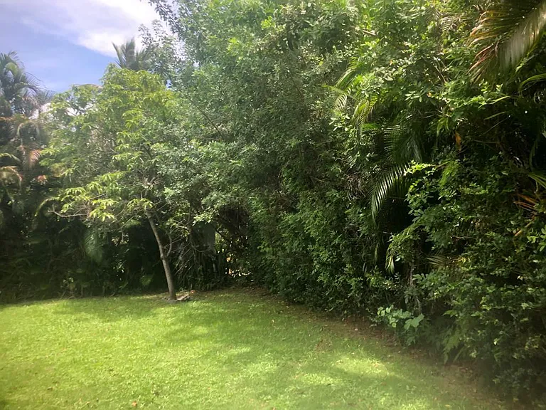 Back yard