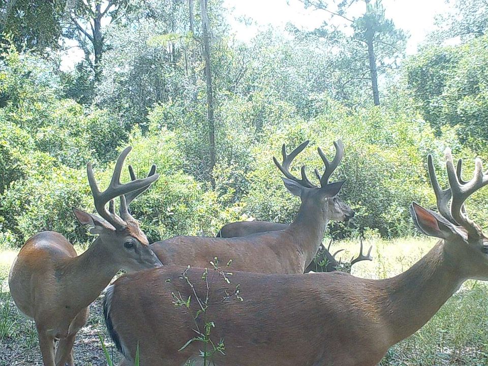 1st image of 0 SW Pine Lake Rd