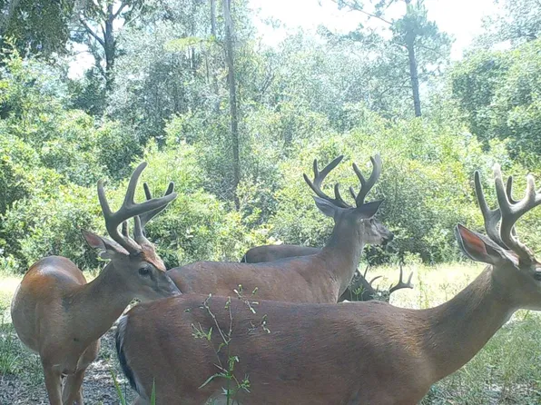 0 SW Pine Lake Rd, Lee, FL 32059
