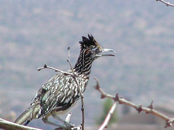 Insulated from growth by the Tonto National Forest, this is a nature lover's dream