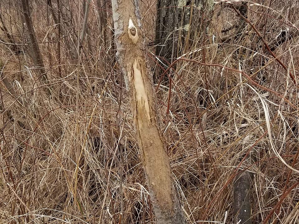 2nd image of Cottonville Ave