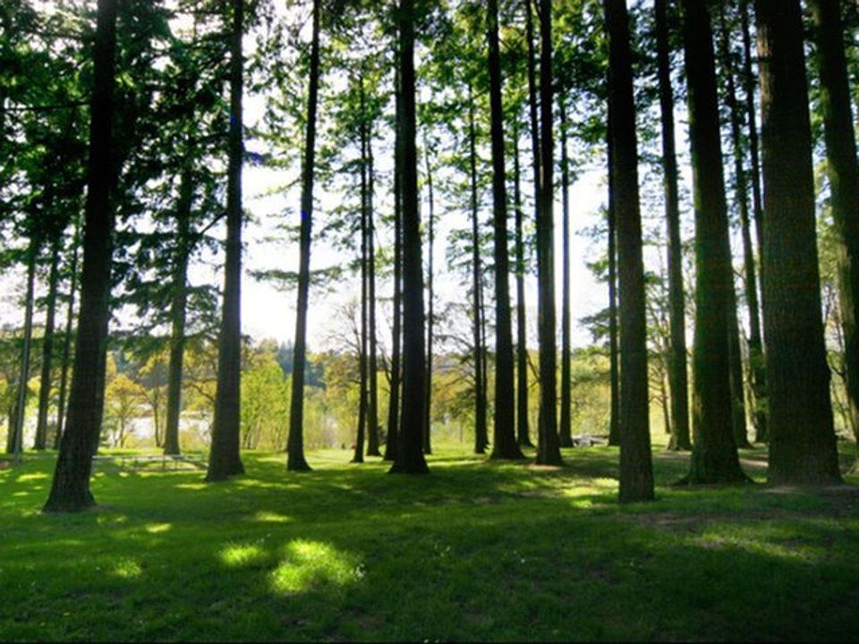 Forest Park
