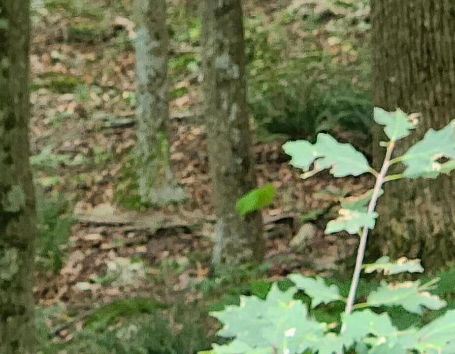 2nd image of Miller Rd