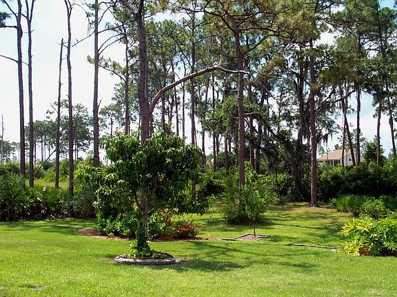 Backyard view