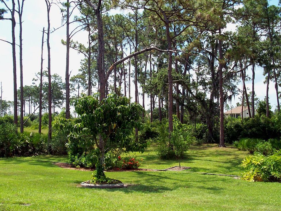 Backyard view