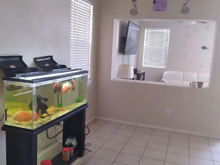 Fishtank / Front room