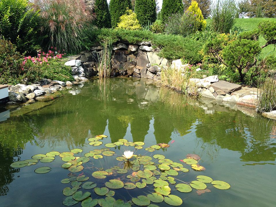 Waterfall/pond deck view 