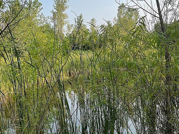 4 acres with a small pond