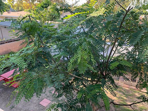 Trees from most windows - overlook the yard.