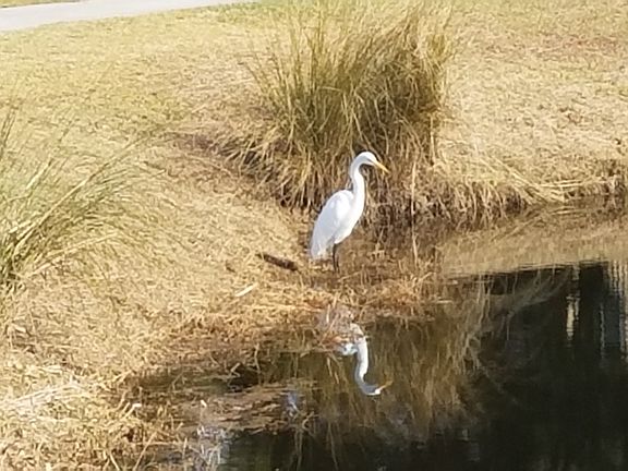 You'll love bird watching!