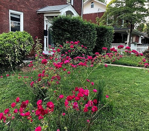 Front of House - View from the rose bush!