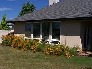 South side of house back yard
