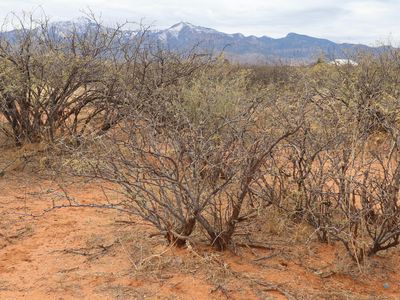 6055 S Kelly Ln, Hereford, AZ, 85615