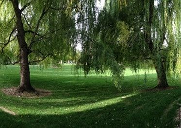 Gorgeous Greenery