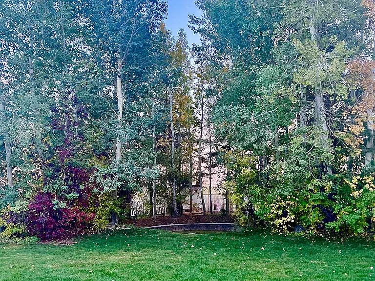Backyard mature trees