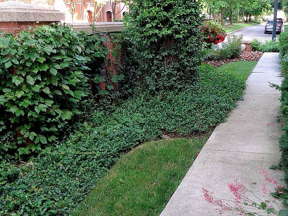 Unit Walkway - Luscious Landscaping!