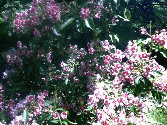 Side yard in the spring