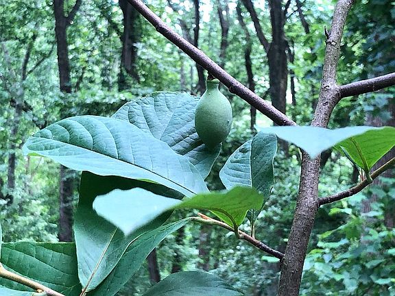 Pawpaw grove bears fruit