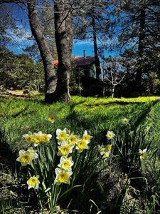721 Pine Cone Dr, Julian, CA, 92036