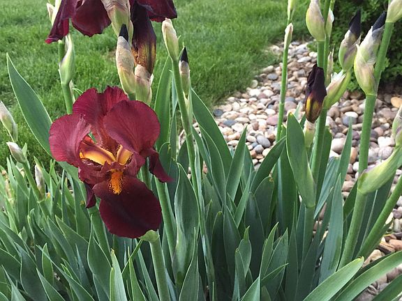 Spring Iris