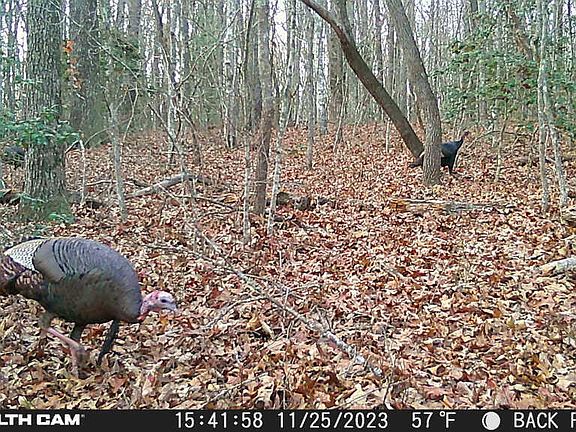 2nd image of Smith Mountain Rd