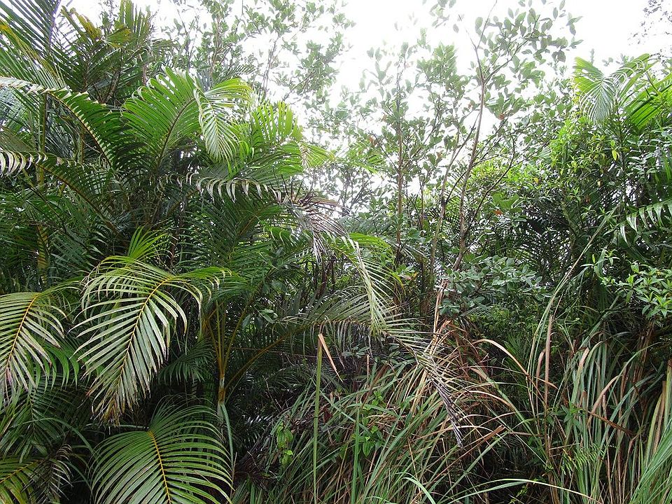 2nd image of Ainaloa Dr Lot 55