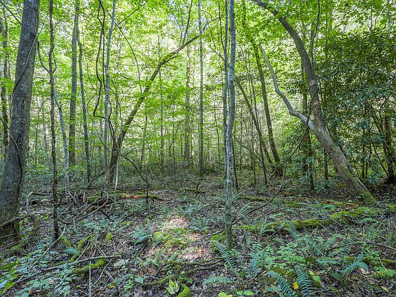 3rd image of Tree House Rd